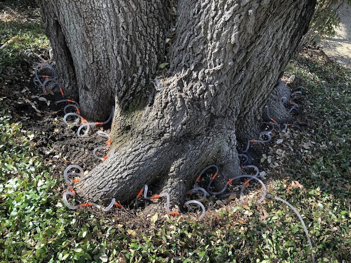 Detailed Tree Cabling and Bracing job site in Soudan