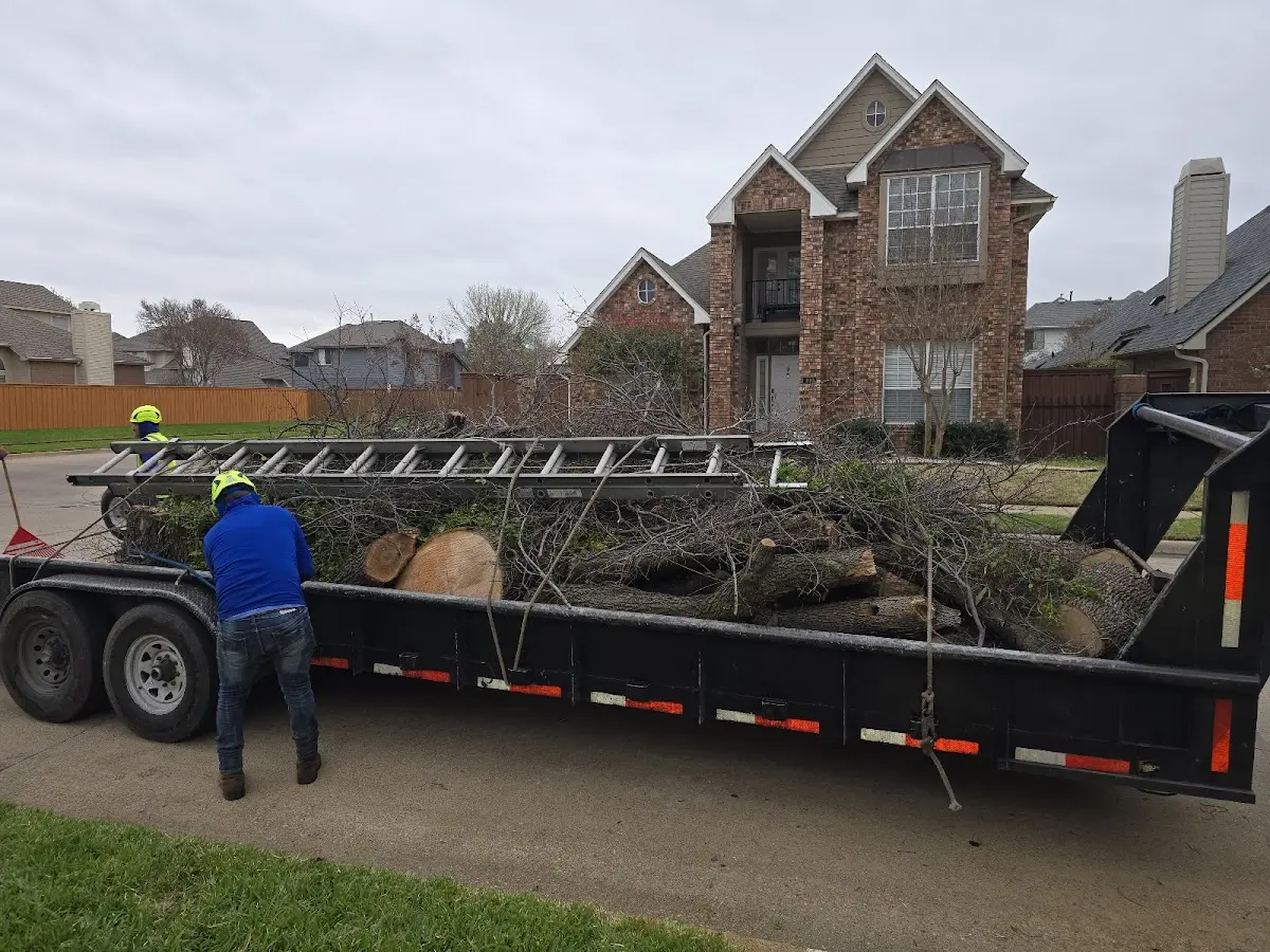 Expert Tree Pest Control with proper safety equipment in Soudan